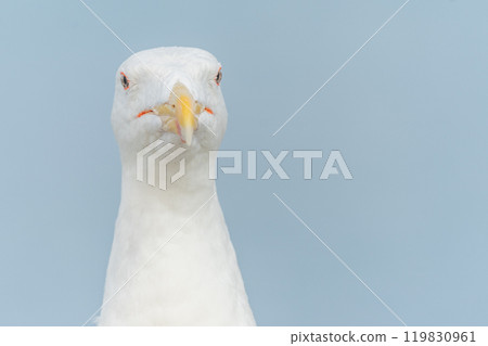 Lesser Black-backed Gull (Larus fuscus) portrait in a port on the Atlantic coast. Lesser Black-backed Gull (Larus fuscus) portrait in a port on the Atlantic coast. 119830961