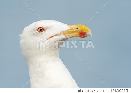 Lesser Black-backed Gull (Larus fuscus) portrait in a port on the Atlantic coast. 119830965