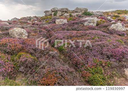 A carpet of pink and red flowers grows on the cliffs of the Iroise Sea coast. 119830997