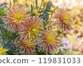 Cabana Banana Cactus Dahlias blossoms in a public garden. Close-up Dahlias , daylight. 119831033