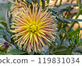 Cabana Banana Cactus Dahlias blossoms in a public garden. Close-up Dahlias , daylight. 119831034