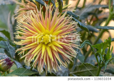 Cabana Banana Cactus Dahlias blossoms in a public garden. Close-up Dahlias , daylight. Cabana Banana Cactus Dahlias blossoms in a public garden. Close-up Dahlias , daylight. 119831034