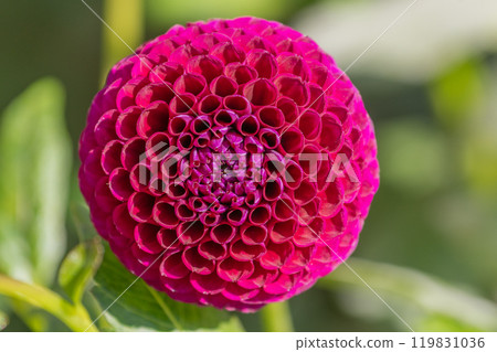 Pink Dahlia flowers blossoms in a public garden. Close-up Dahlias , daylight 119831036