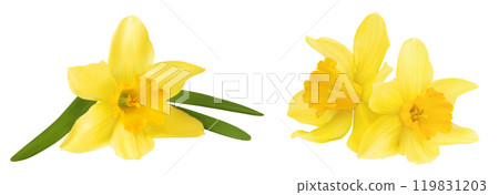 Daffodil flower or narcissus isolated on white background with full depth of field Daffodil flower or narcissus isolated on white background with full depth of field 119831203