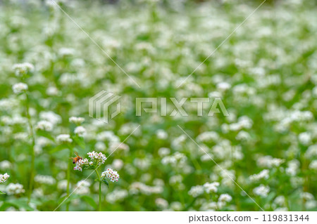 蕎麥麵和日本蜂 119831344