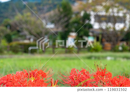A cluster amaryllis that blooms at the ridges of rice fields 119831502