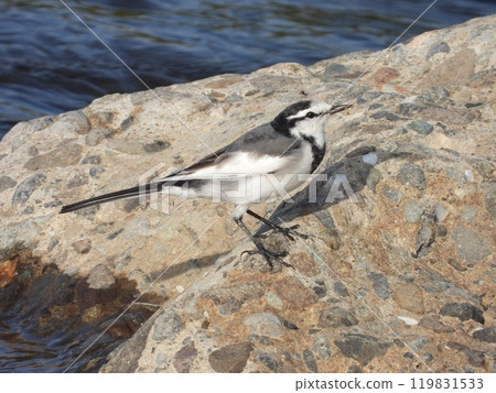 A white wagtail photographed in a nearby stream A white wagtail photographed in a nearby stream 119831533
