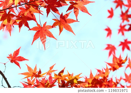 Close-up of colorful maple leaves [blue sky background] 119831971
