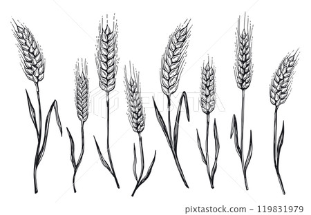 wheat, sketch, vector 119831979