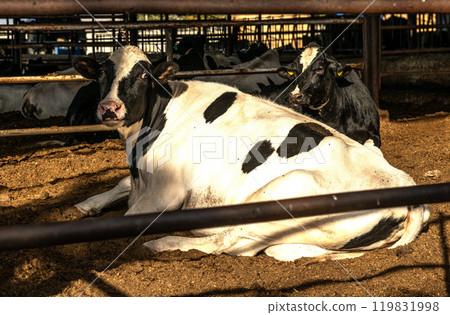 cattle raised on fattening farms for meat and milk 119831998