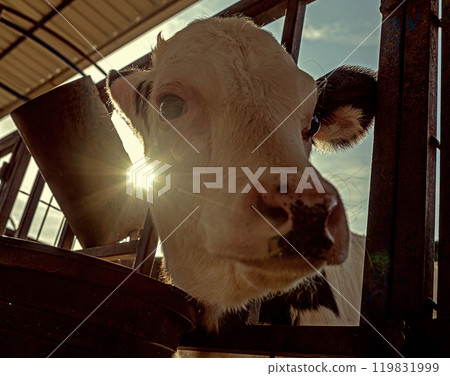 cattle raised on fattening farms for meat and milk cattle raised on fattening farms for meat and milk 119831999