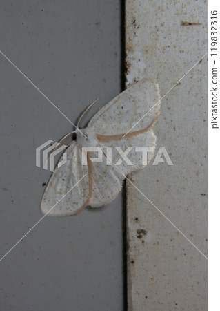 White-striped Geometridae White-striped Geometridae 119832316