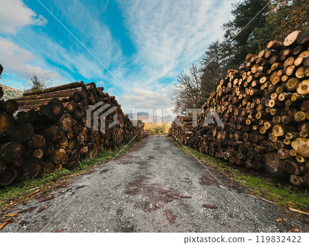 freshly cut logs stacked on top of each other 119832422