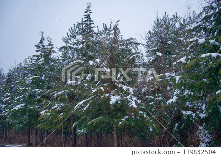 被雪覆蓋的針葉樹 119832504