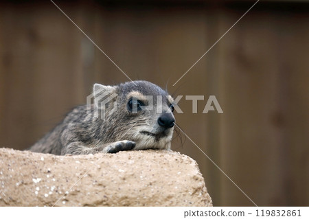A spotted rock hyrax resting face down on a rock 119832861