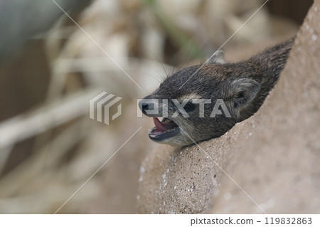 A spotted rock hyrax emerges from behind a rock and yawns. A spotted rock hyrax emerges from behind a rock and yawns. 119832863