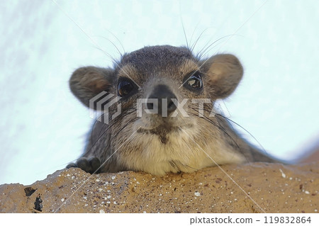 A spotted rock hyrax gazing from the top of a rock A spotted rock hyrax gazing from the top of a rock 119832864