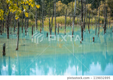 【美瑛町白金青池和水鏡】 119832895