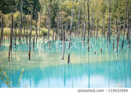 【美瑛町白金青池和水鏡】 119832896