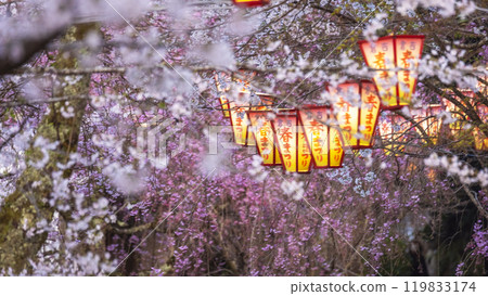 夜間櫻花盛開的打椿公園 119833174