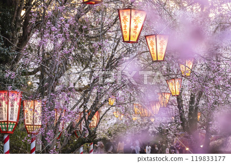 夜間櫻花盛開的打椿公園 夜間櫻花盛開的打椿公園 119833177