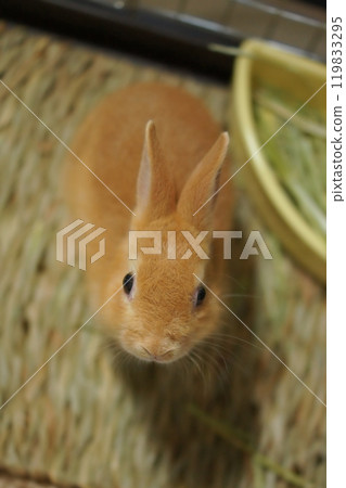 Fluffy baby rabbit 119833295