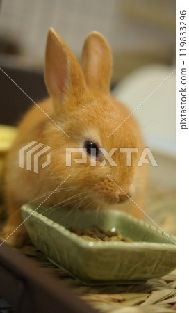 Rabbit eating pellets Rabbit eating pellets 119833296