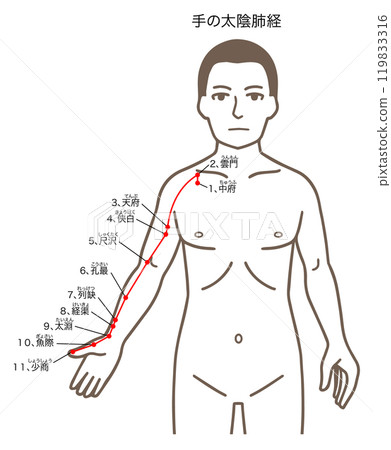 針灸穴位、手太陰經、壓點圖解 針灸穴位、手太陰經、壓點圖解 119833316