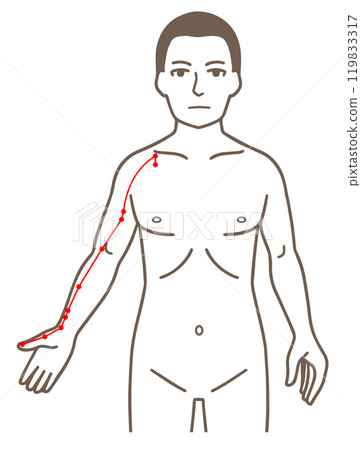 針灸穴位、手太陰經、壓點圖解 針灸穴位、手太陰經、壓點圖解 119833317