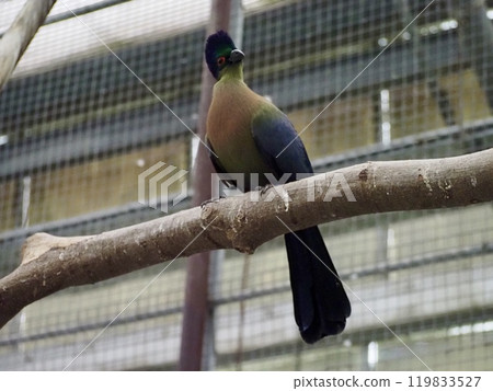 松鼠杜鵑 119833527