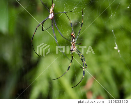 Nephila spider 119833530