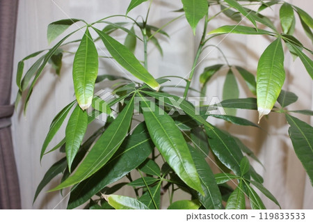 植物植物Pakira 119833533