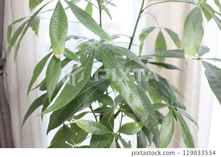 植物植物Pakira 119833534