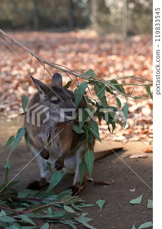 Wallaby eating leaves 119833545