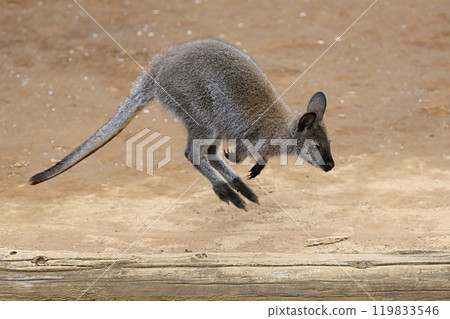 A wallaby jumping to move 119833546