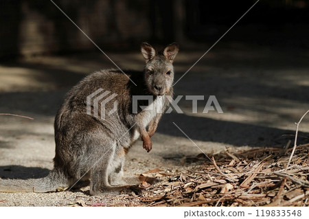 一隻小袋鼠回頭看的肖像 119833548