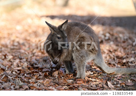 A red-necked wallaby on fallen leaves 119833549