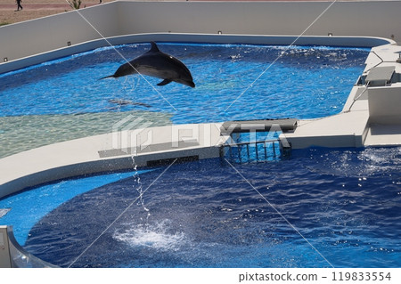 Scene with dolphins jumping in a pool for an aquarium show 119833554