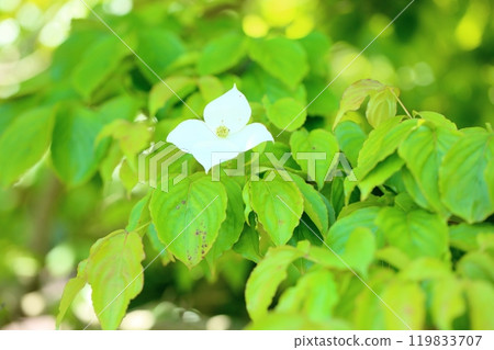 清爽的山燈花 119833707