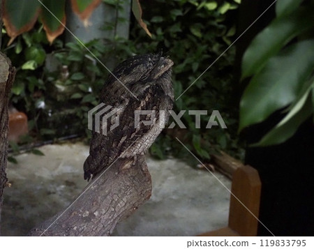 Australia Gamaguchi Yotaka Australia Gamaguchi Yotaka 119833795