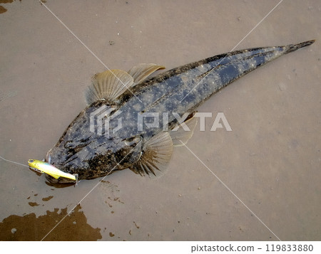 I took a photo of a flathead caught on a lure, placed it on the sandy beach, and I took a photo of a flathead caught on a lure, placed it on the sandy beach, and 119833880