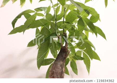 植物植物Pakira 119834362