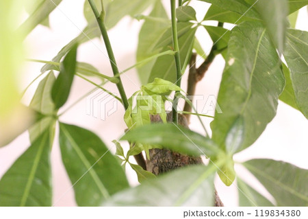 Plant plant Pakira Plant plant Pakira 119834380