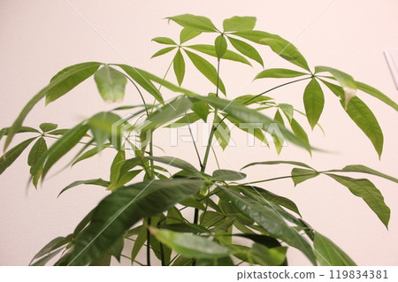 Plant plant Pakira Plant plant Pakira 119834381