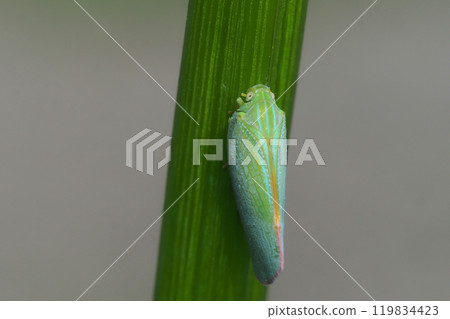 Aoi Bahagoromo 119834423