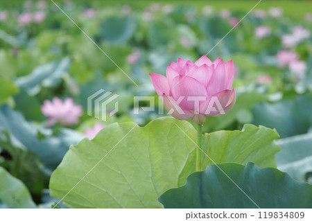 Lotus flower  119834809