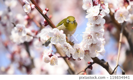 繡眼鳥來到了盛開的白梅花（春天圖片） 119834941