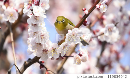 繡眼鳥來到了盛開的白梅花（春天圖片） 119834942