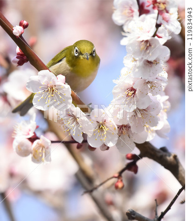 繡眼鳥來到了盛開的白梅花（春天圖片） 119834943