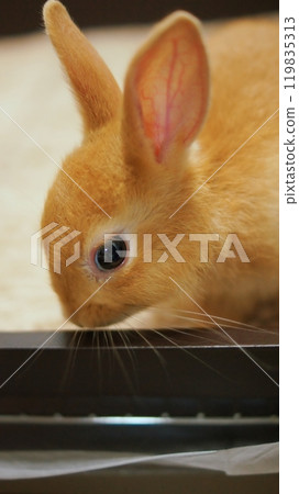 Rabbit's profile 119835313